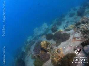 Rayong_pinnacles_special_dive_trip_5