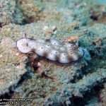 Pattaya-dive-centre-Rayong-dive-trip11