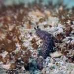 Pattaya-dive-centre-Rayong-dive-trip13