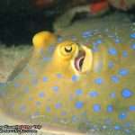 Pattaya-dive-centre-Rayong-dive-trip15