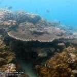 Pattaya-dive-centre-Rayong-dive-trip21