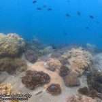 Pattaya-dive-centre-Rayong-dive-trip22
