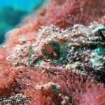 Pattaya-dive-centre-Rayong-dive-trip9