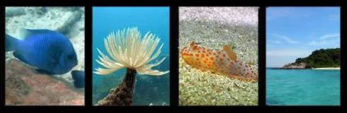 koh chuang Diving Samae San Dive Sites