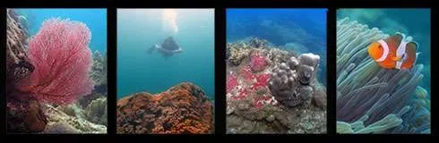 hin lak bat Shark Fin Rock Dive Site