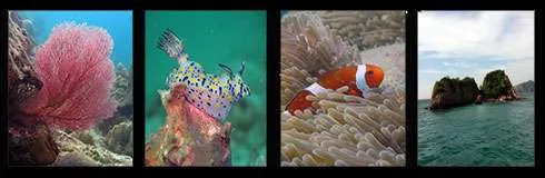 koh ron khon Diving Samae San Dive Sites
