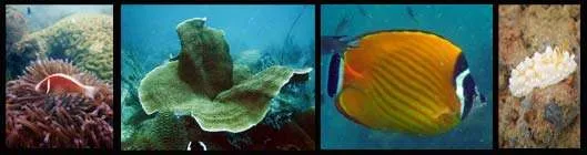 Koh Man Wichai Pattaya Far Islands Dive Site Koh Man Wichai Pattaya Far Islands Dive Site