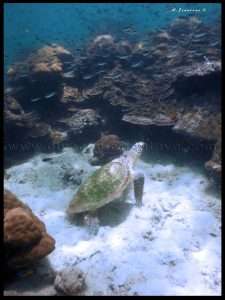 Koh Sak Dive Site Pattaya Thailand