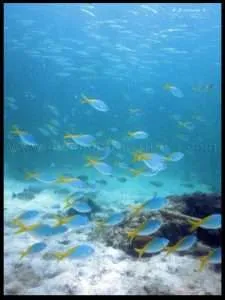 Koh Sak Dive Site Pattaya Thailand