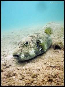 Koh Sak Dive Site Pattaya Thailand