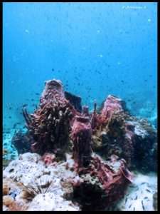 Koh Sak Dive Site Pattaya Thailand