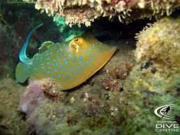 diving_pattaya_stingrays