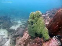 diving_pattaya_reefs