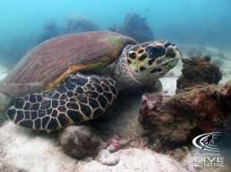 diving_pattaya_turtles