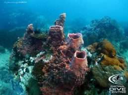 discover_scuba_diving_pattaya_thailand1