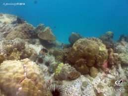 discover_scuba_diving_pattaya_thailand6