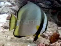 diving_samaesan1