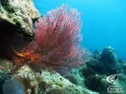 diving_samaesan2