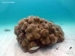 snorkelling_pattaya6