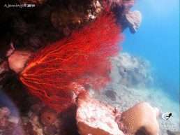 snorkelling_pattaya9