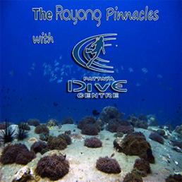 PDC_dive_trip_diving_rayong