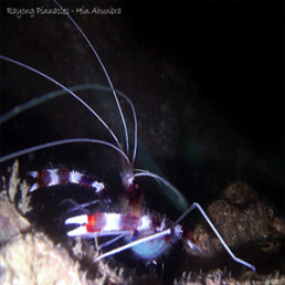 PDC_dive_trip_diving_rayong1