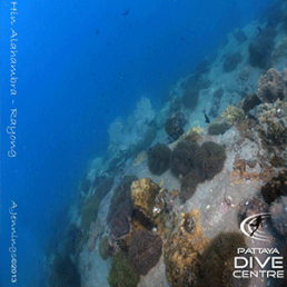 PDC_dive_trip_diving_rayong2