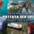 Pattaya Sea life aquatic life guide