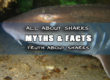 Facts About Sharks