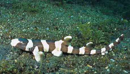 Shark Facts: Baby bamboo shark diving Pattaya are now Rare