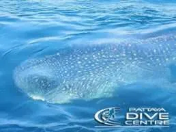 pattaya whaleshark encounters diving pattaya
