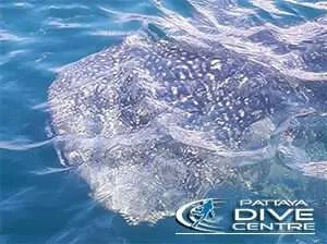 pattaya whaleshark encounters up close