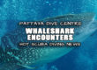Pattaya Whaleshark Encounters