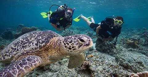 Scuba Diving Pattaya Thailand Fun Dives Pattaya Dive Trips
