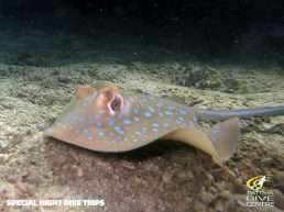 Special Pattaya Night Dive Trips Feeding Sting Rays