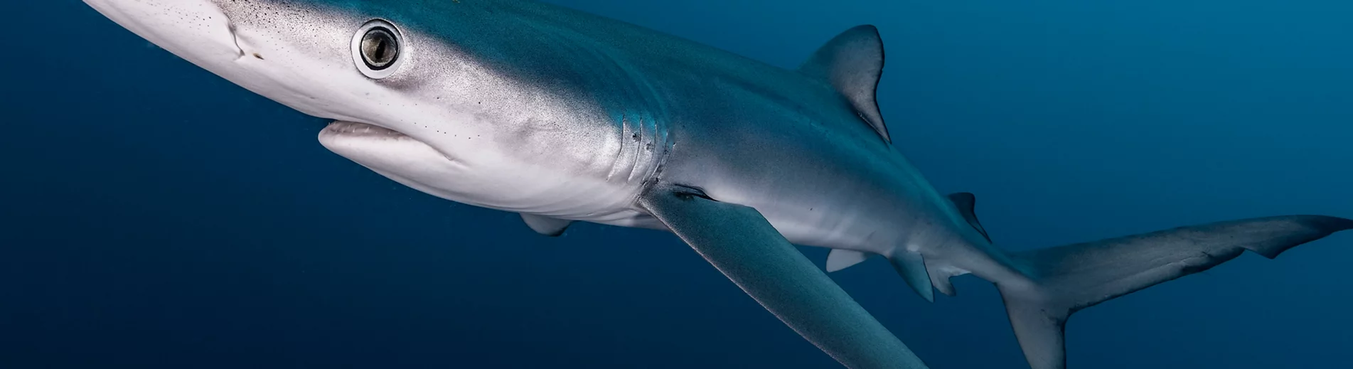 Sharks diving Pattaya Sharks diving Pattaya