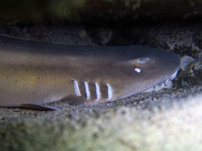 Bamboo Shark at the ledges Rin Island Thailand Bamboo Shark at the ledges Rin Island Thailand