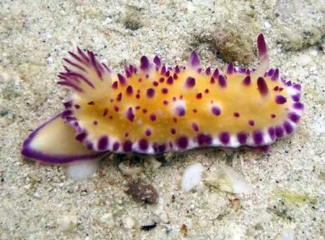 mexichromis multituberculata Pattaya Nudibranch