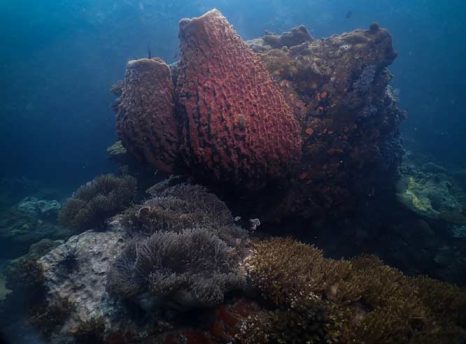 Giant Sponge Corals Pattaya Far Islands Thailand