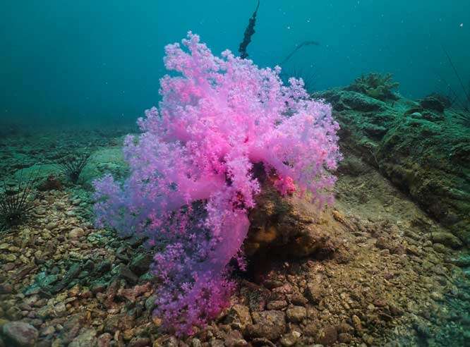 bioluminescentt Soft Coral North Rock bioluminescentt Soft Coral North Rock