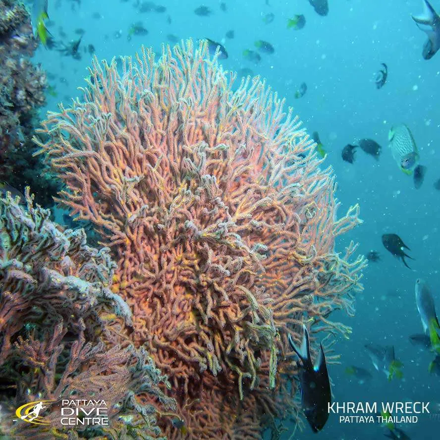 Khram Shipwreck in Thailand